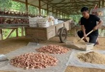 Limbah Kepala Udang Anggana Diolah Jadi Pakan Ayam Petelur Kaltim
