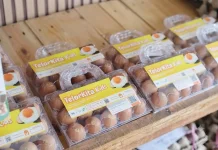 Telor Kita Edukasi Warga Samarinda Cara Pilih Telur Omega Asli