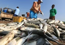 Perubahan Ekosistem Mahakam Paksa Warga Kutai Beralih dari Profesi Alam