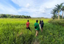 BRMP Kaltim Kawal Cetak Sawah Rakyat di Kutai Barat menuju Swasembada Pangan