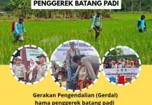 Antisipasi Serangan Hama Penggerek Batang Padi Melalui Gerdal