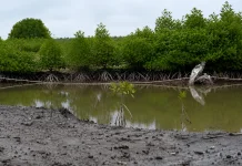 Sepuluh Ribu Bibit Mangrove Hijaukan Pesisir Kutai Kartanegara