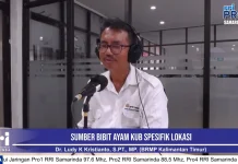 Ayam KUB Jadi Harapan Baru Ketahanan Pangan Kaltim