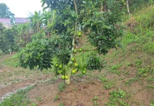 Patahkan Mitos, Kebune BLS Avocado Buktikan Alpukat Unggul Berbuah di Samarinda