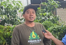 Lahan Bekas Tambang Berpeluang Ditanami Alpukat, Ini Syaratnya