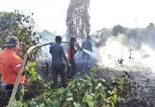 Api Lahap Dua Hektare Lahan di Pasir Belengkong, Pemadaman Terkendala Angin