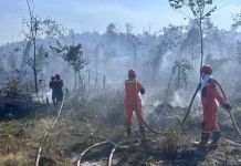 Cuaca Panas dan Angin Kencang Picu Karhutla di Berau