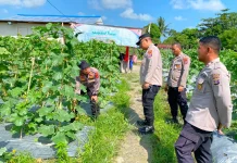 Polres PPU Optimalkan Lahan Melon Dukung Ketahanan Pangan Nasional