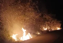 Kebakaran Lahan di Paser Dipicu Semak Kering dan Angin