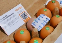 Dari Masalah Lingkungan, Limbah Kepala Udang Jadi Pakan Telur Omega