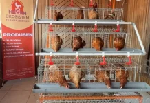 PT Ekosistem Ternak Borneo Bangun Ekonomi Gotong Royong dari Industri Telur Omega