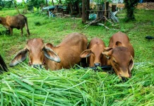 DPKH Kaltim Dorong Peternak Siapkan Pakan Awetan Hadapi Musim Kemarau