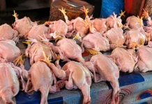 Harga Pakan Melambung, Ayam Mengecil demi Jaga Daya Beli