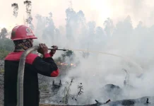 Karhutla Laburan Paser, Tiga Koma Lima Hektare Lahan Sawit Terbakar