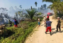 Karhutla Landa Sambaliung, Lima Hektare Lahan di Berau Terbakar