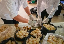 Sinergi Kementerian Kelautan dan Perikanan Lindungi 1.286 Telur Penyu di Sambas
