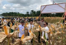 Panen Jagung Polres PPU Dorong Lahan Produktif untuk Pangan