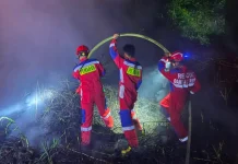 Karhutla Hanguskan Lahan Gambut di Tanah Grogot