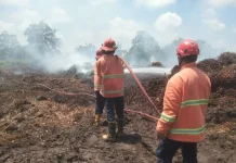 Kebakaran Lahan Gambut di Petung Capai 1,5 Hektare
