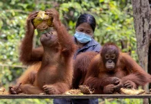 Hari Orangutan Sedunia 2026, Menjaga Orangutan Berarti Menjaga Masa Depan Hutan