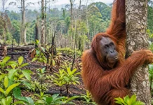 Hutan Terbakar, Orangutan Kehilangan Rumah dan Sumber Makanan