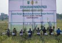 Ditengah Kemarau, Bupati Berau Apresiasi Petani Labanan Jaya Tetap Berhasil Panen