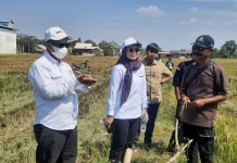 Kekeringan di Long Mesangat Kutai Timur Dorong Penguatan Strategi Pertanian