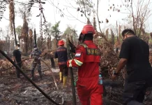 Hadapi Ancaman Karhutla, Pemkab Berau Perkuat Kolaborasi Lintas Sektor