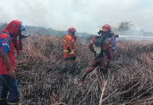 Karhutla Pendingin Sanga-Sanga Capai 250 Hektare