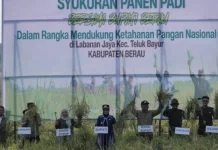 Petani Labanan Jaya Tetap Panen di tengah Kekeringan