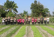 Panen Melon P2L Bhayangkari PPU Capai Sembilan Ton