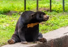 Maskot Kota Balikpapan: Beruang Madu sebagai Topik Pendidikan