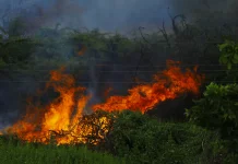 Karhutla Kaltim Melonjak, BPBD Catat 1.362 Hektare Terbakar pada Agustus