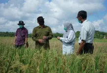 Kemarau Panjang Tekan Produksi Padi Berau, Target 8.800 Ton Terancam Tak Tercapai