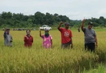 Kemarau Panjang Geser Musim Tanam di Berau, Panen Berpotensi Mundur ke 2027