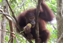 Habitat Jadi Kunci, Pemulihan Orang Utan Berjalan dari Sekolah Hutan