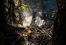 Api Masih Terlihat di Bukit Tengkorak, Sepaku Perkuat Penanganan Karhutla