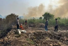 Api Hanguskan Tiga Hektare Lahan Bekas Sawah di Lempake