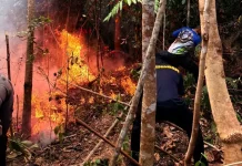 Kabut Asap Mengintai IKN Kolaborasi Jadi Kunci Penanganan Karhutla