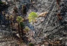 Lindungi Tahura Bukit Soeharto Otorita IKN Tegaskan Larangan Bakar Lahan