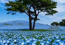 Hitachi Seaside Park, Lautan 5,3 Juta Bunga Biru di Jepang