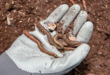 Atasi Pupuk Mahal, PHKT Gandeng 20 Bank Sampah untuk Kembangkan Budidaya Maggot