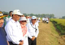 Mentan Amran Pastikan Produksi Beras Nasional Aman meski Diproyeksi Turun Tipis