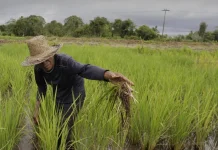 Kementan Siapkan AUTP untuk Lindungi 100 Ribu Hektare Lahan Pertanian pada 2026
