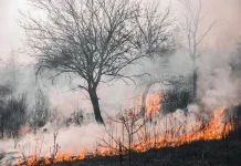 Larangan Agama Soal Pengerusakan Hutan dan Lingkungan