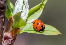 Mengenal The Ladybugs, Binatang Kecil Sang Penyelamat Tanaman