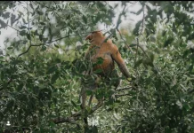 Tak Sekadar Susur Sungai, Warga Sungai Hitam Samboja Olah Buah Mangrove Jadi Sirup