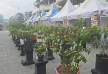 Festival Cabai Nusantara Bidik Pasar Petani, Jaga Pasokan dan Harga