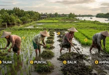 Kearifan Tapulikampar: Solusi Olah Jerami Banjar saat Asap Mengepung