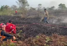 Rumput Kering Picu Karhutla Mudah Kembali Menyala